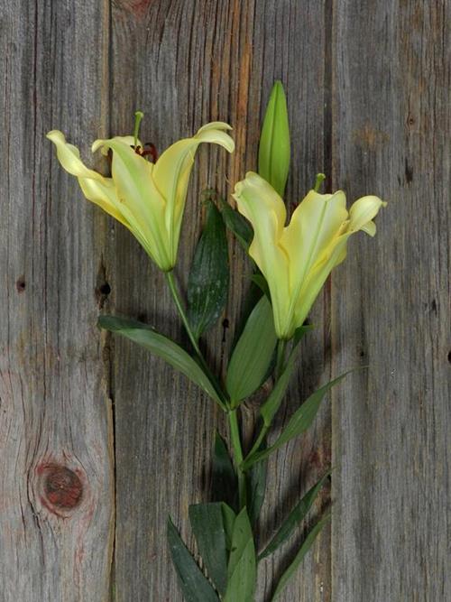 YELLOW ORIENTAL LILIES